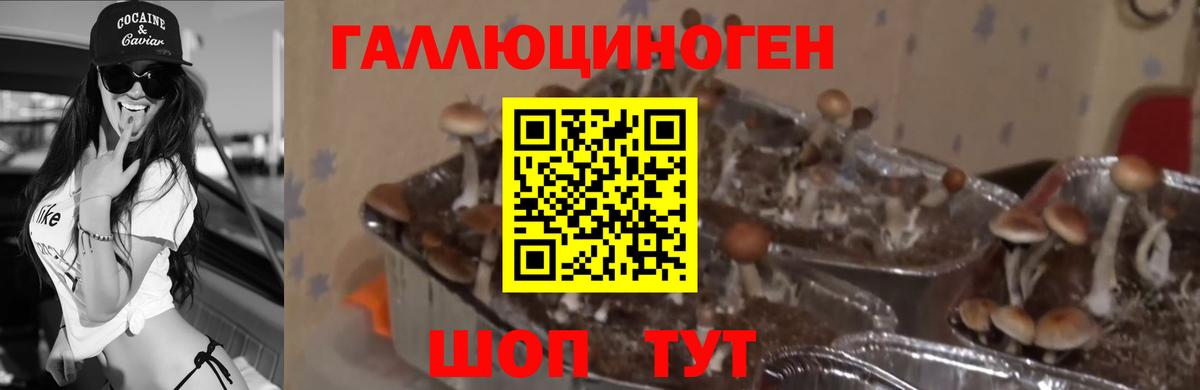 наркошоп  Галлюциногенные грибы Psilocybe  Вход с VPN  Шелехов 